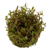 032C TC 越南宫廷 Rotala rotundifolia 'H'ra'